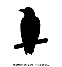 Crow (Raven) Silhouette. Black Bird Family Illustration. Vector Illustration