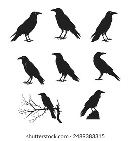 crow, raven silhouette. Isolated On White Background Vector