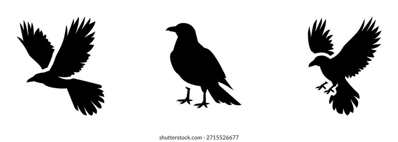 Colección de Vector de silueta de cuervo o cuervo aislado