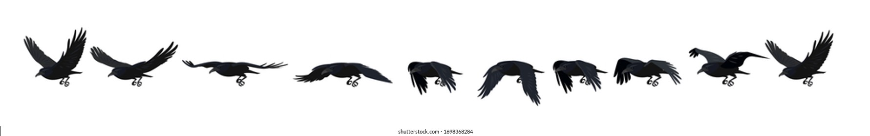 Crow or rook. Flying raven, sequences for ready 2d animation.