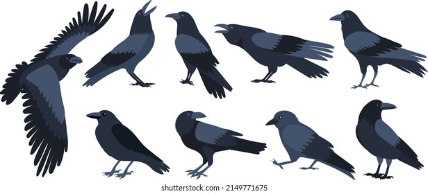 crow set flat design , isolated on white background, vector