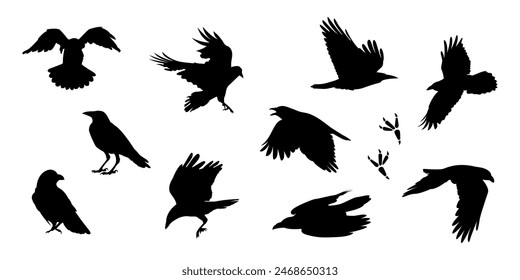 Krähe. Ein Schatten. Die Silhouette einer Krähe. Vektorgrafik. Schwarze Farbe. Auf weißem Hintergrund. Nahtloses Muster. Das Muster. Tier. Ein Wildtier. Vogel. Flieg. Spuren.