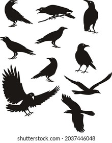 Crow silhouette black color illustration