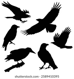 Crow Silhouette, Crow illustration, Crow icon Silhouette, Crow Silhouette illustration