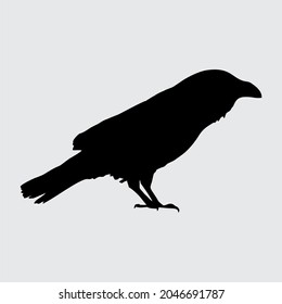 Crow Silhouette, Crow Isolated On White Background