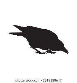 crow silhouette set collection isolated black on white background vector illustration