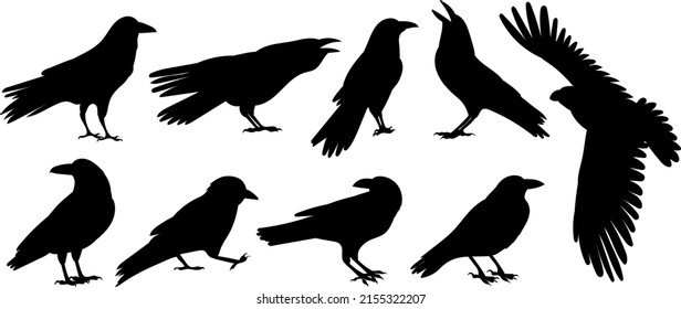 crow silhouette set, on white background, isolated, vector