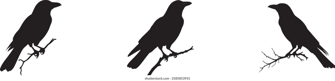 Crow Silhouette Vector Illustration, Black Birds on Branch, Isolated on White