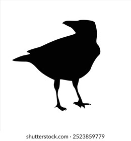 crow silhouettes. Bird vector illustrations. Crow silhouette icons isolated. Black White.