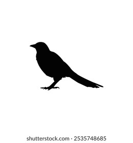 Crow silhouettes. Bird vector illustrations. Crow isolated on white background.