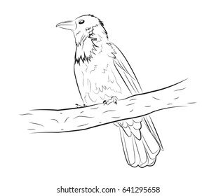 The crow sits on a branch. Vector illustration, sketch