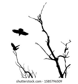 Crow sits on a tree and the silhouette of a flying crow is isolated on a white background. Vector stock illustration