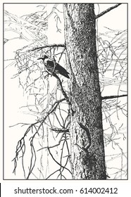 Crow sitting on the pine branch. Black and white dashed realistic style sketch, line art, drawing with pen and ink. Western classical trend of book illustration and comic art. Vintage engraving.