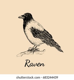 Crow sketch. Raven hand drawing vector illustration for your design