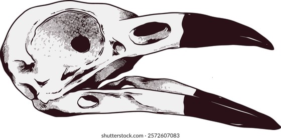 Crow Skull Digital Hand drawn Line art Sketch Vector illustration black and white