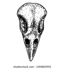 Crow skull. Hand drawn bird skull, line art sketch of raven animal head. Drawing by hand Boho style. Witchcraft, voodoo magic attribute for Halloween. Vector.