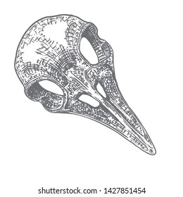 Crow skull. Hand drawn bird skull, line art sketch of raven animal head. Drawing by hand Boho style. Witchcraft, voodoo magic attribute for Halloween. Vector.