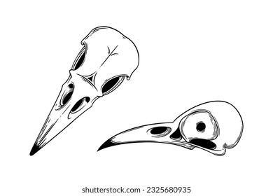 Crow skull sketch fornt and side view. Halloween skull for spooky designs. Vector illustration isolated in white background