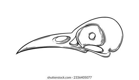 Crow skull sketch side view. Halloween skull for spooky designs. Vector illustration isolated in white background