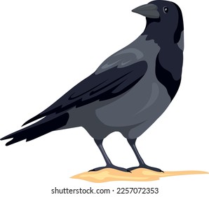 Crow standing. Black feather bird. Wild fauna isolated on white background