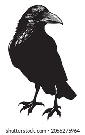 crow standing, hand drawn illustration