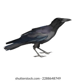 crow with style hand drawn digital painting illustration