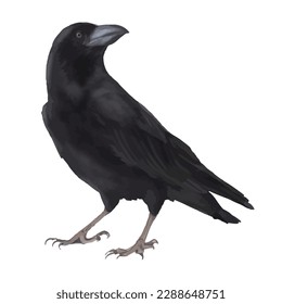 crow with style hand drawn digital painting illustration