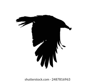 Crow vector art. Silhouette of the crow Bird in flight with wings spread and Insect in mouth after hunting.