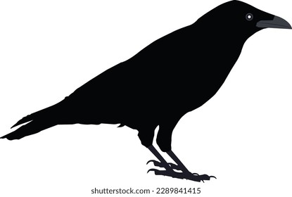  A Crow vector Artwork
silhouette drawing this file is on eps