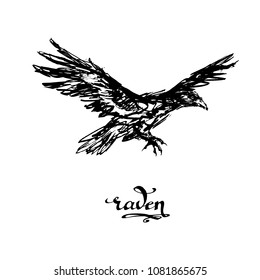 crow vector illustration 