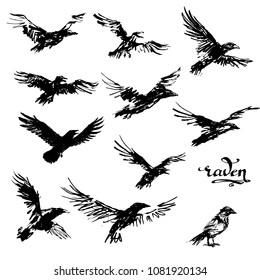 crow vector illustration set