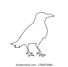 Crow vector line contour silhouette illustration isolated on white background. Black bird raven symbol. Halloween scary sign.