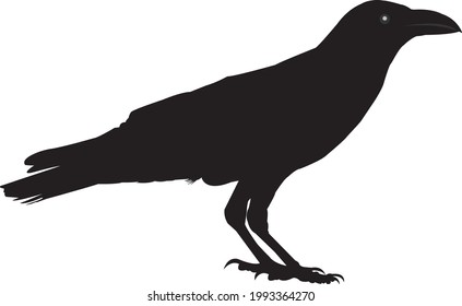 crow vector, raven vector by libra design labs on 19th June 2021