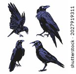 crow vector set, raven vector set