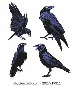 crow vector set, raven vector set