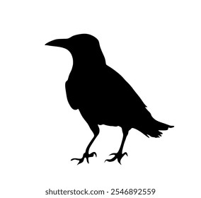 Crow vector silhouette illustration isolated on white background. Black bird raven symbol. Shape raven shadow Halloween animal.