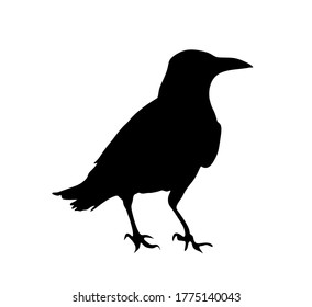 Crow Vector Silhouette Isolated On White Stock Vector (Royalty Free ...