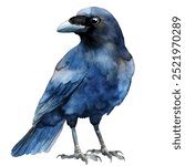 Crow watercolor clipart isolated white background 