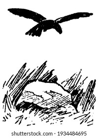 Crow ist eine weit verbreitete Gattung mittelgroßer bis großer Vögel in der Familie Corvidae, Vintage-Linie Zeichnung oder Gravitation Illustration.