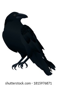 Crow,Black Raven Bird Isolated On White Background.