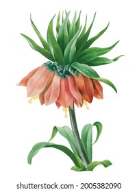 Crown Imperial Fritillary Illustration design element Free download It`s perfect for fabrics, t-shirts, mugs, decals, pillows, logo, pattern and much more!