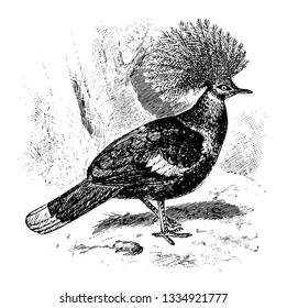 Crown Pigeon é um grande pombo cinza azulado com rendas azuis elegantes como cristas, vintage linha desenho ou gravura ilustração.
