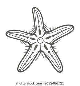 Crown of Thorns Starfish Line Art Illustration