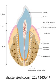 The crown of the tooth is covered with enamel and projects from the
gingiva, or gum. The root is embedded within the alveolar bony socket and covered by a thin layer of cementum