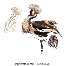 
Crowned chinese crane. Drawing watercolor. Paint stains, vintage. Bird with a crown. Seppia Old drawing, yellowed paper.