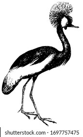 Der Kranich ist im Wesentlichen Zugvögel, Vintage-Linien-Zeichnung oder Graviergrafik.