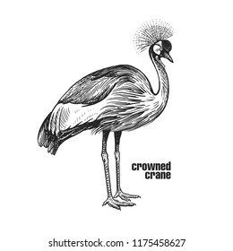 Crowned crane. Hand drawing of bird from wild. Black figure on white background. Vector illustration. Vintage engraving style. Realistic isolated figure of bird with crown on his head. Nature