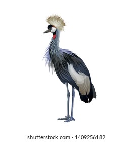 Crowned crane standing. Vector illustration isolated on white background