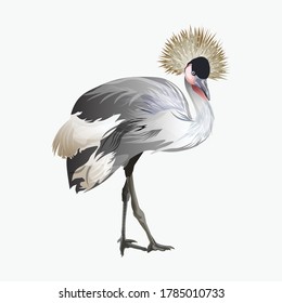 Crowned crane. Vector illustration in realistic style isolated on white background