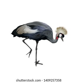 Crowned crane walking. Vector illustration isolated on white background